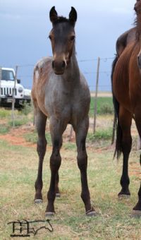 Miss Shiney's 2022 Roan Filly